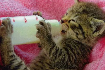 gatet
