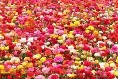 flower-show