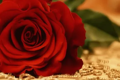 Rosa