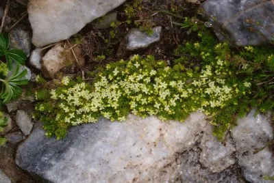 esta foto es de la naturaleza