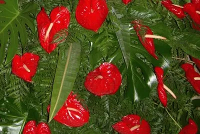 Anthurium