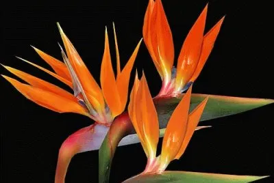 flor 3
