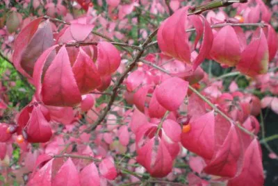 flowers jigsaw puzzle