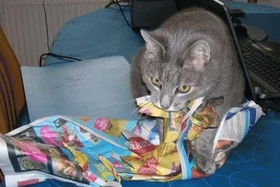 Meeri