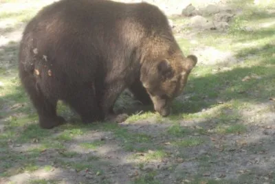 bÃ¤r