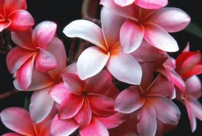 flores 6