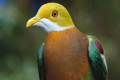 pajaro 2