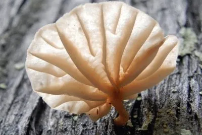 Marasmiellus Heliodorus