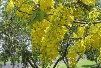 Cassia Fistula - Mexico
