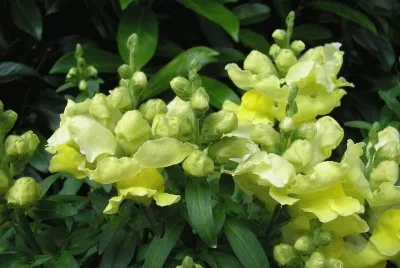 Snapdragon
