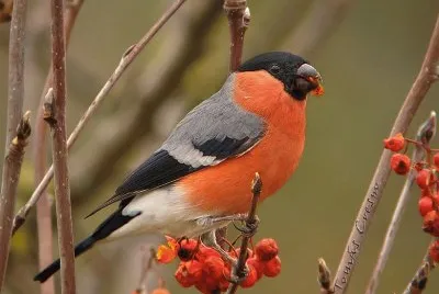 PinsÃ  borroner