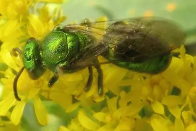Augochloropsis Metallica - Pensilvania