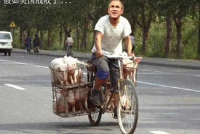 curios jigsaw puzzle