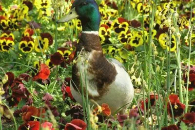 Duck with Flowers