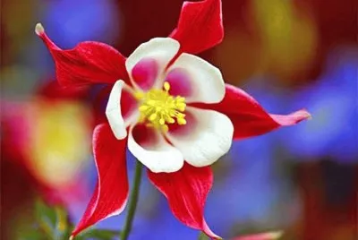 flores 1