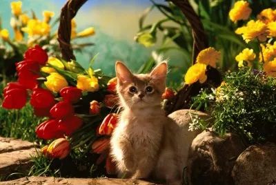 gatet