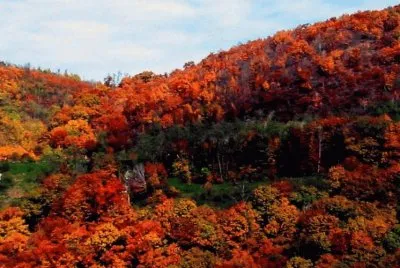 fall foliage