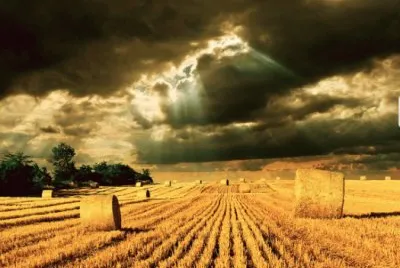hay field