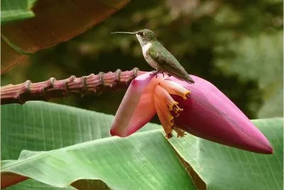 Bird on a Banana Flower