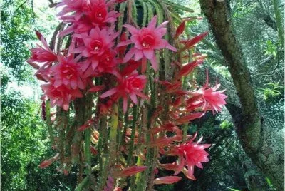 Flowers in Greece