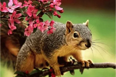 Squirrel