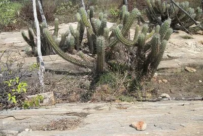 Cacto da caatinga jigsaw puzzle