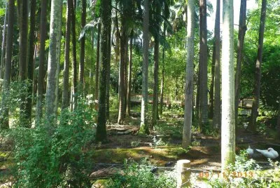 Animais no Parque 3 - SP jigsaw puzzle