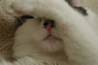 Gato!