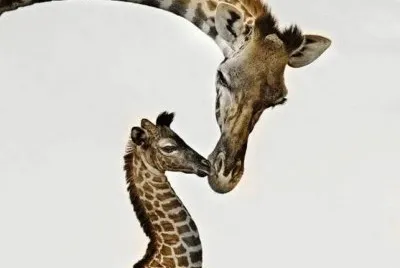 mom #122 jigsaw puzzle
