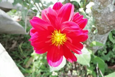 DALIAS