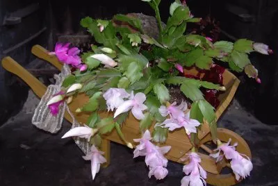 Jardinera