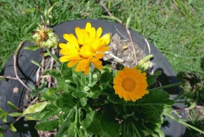 CALENDULA