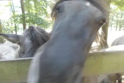 pferdekopp