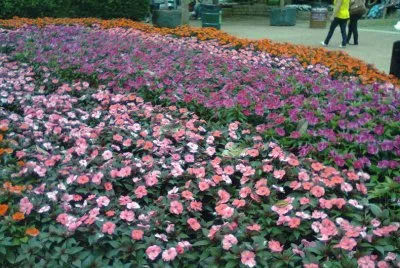 Jardim em Holambra 1 - SP
