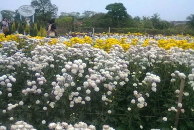 Jardim em Holambra 2 - SP jigsaw puzzle
