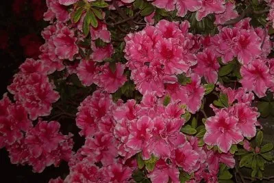 Azalea