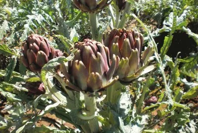 Alcachofras
