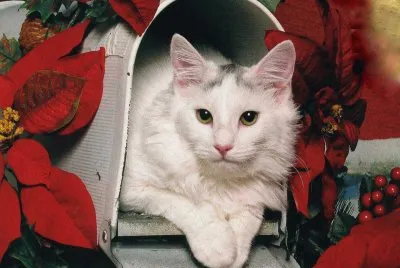 gatet