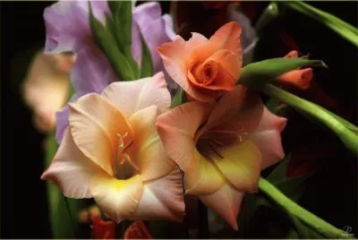 flores jigsaw puzzle