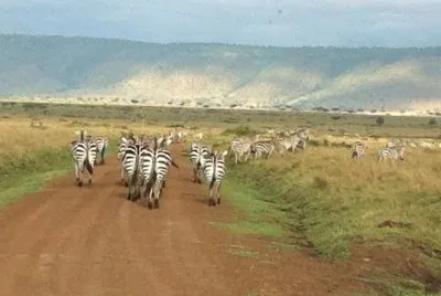 Zebras jigsaw puzzle