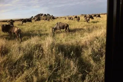 Gnus