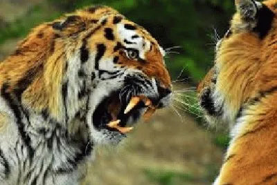 TIGRES