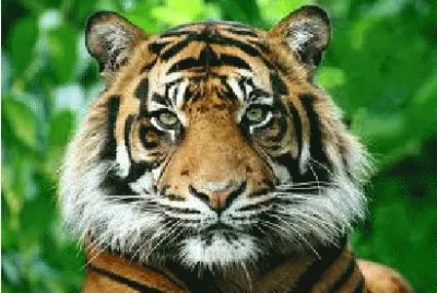 TIGRE