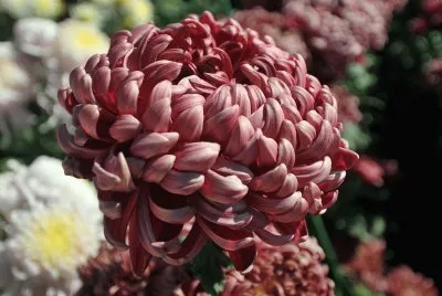 Autumn Flower