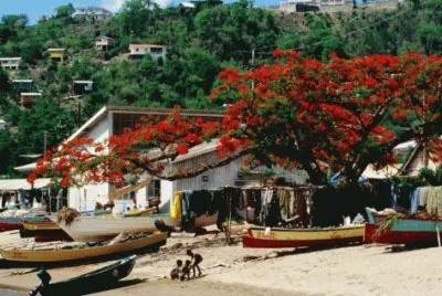 פאזל של Beach with flamboyant Three