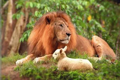lion