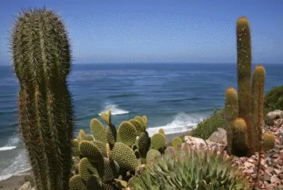 פאזל של Cactus in garden of Fellowship near the Pacific O
