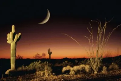 פאזל של Ocotillo ansd Saguaro  Arizona  USA