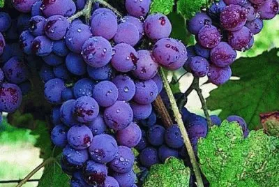 Uva Fruta saborosa