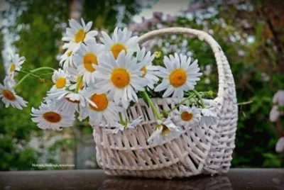 Margaridas jigsaw puzzle